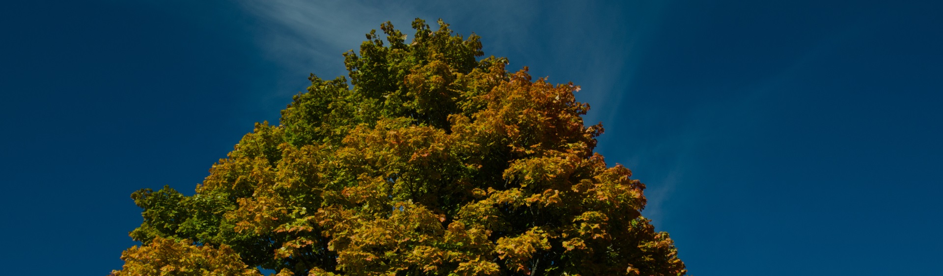 Hintergrundbild der Gemeinde Friedenweiler