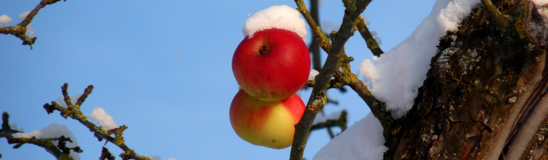 Hintergrundbild der Gemeinde Friedenweiler